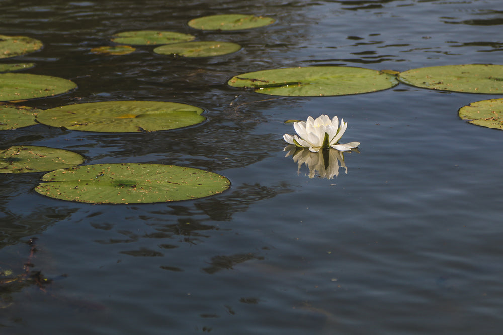 water lily and lily pad