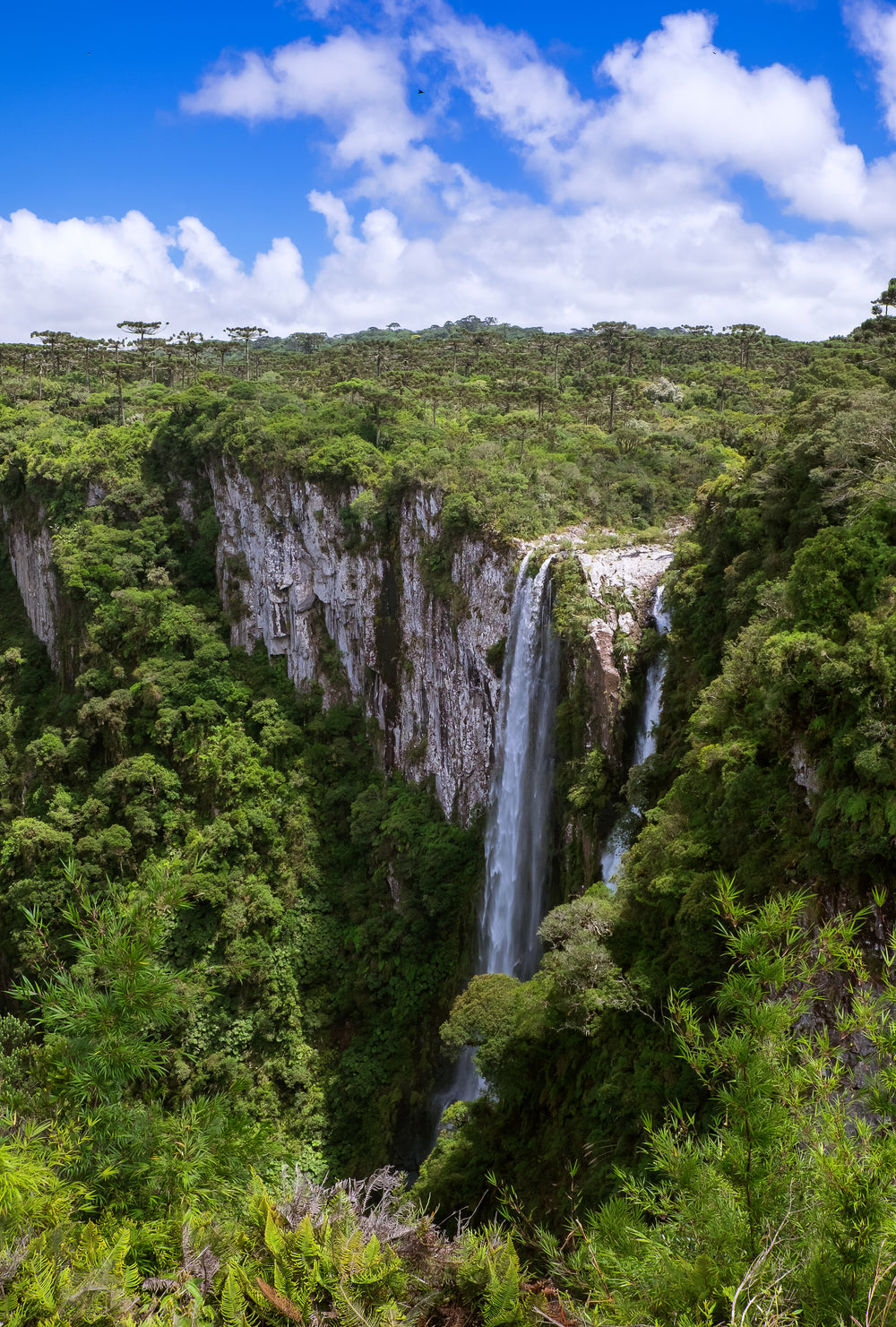 waterfall in a thick green forest