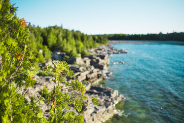 waters edge & plants