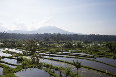 watery rice fields