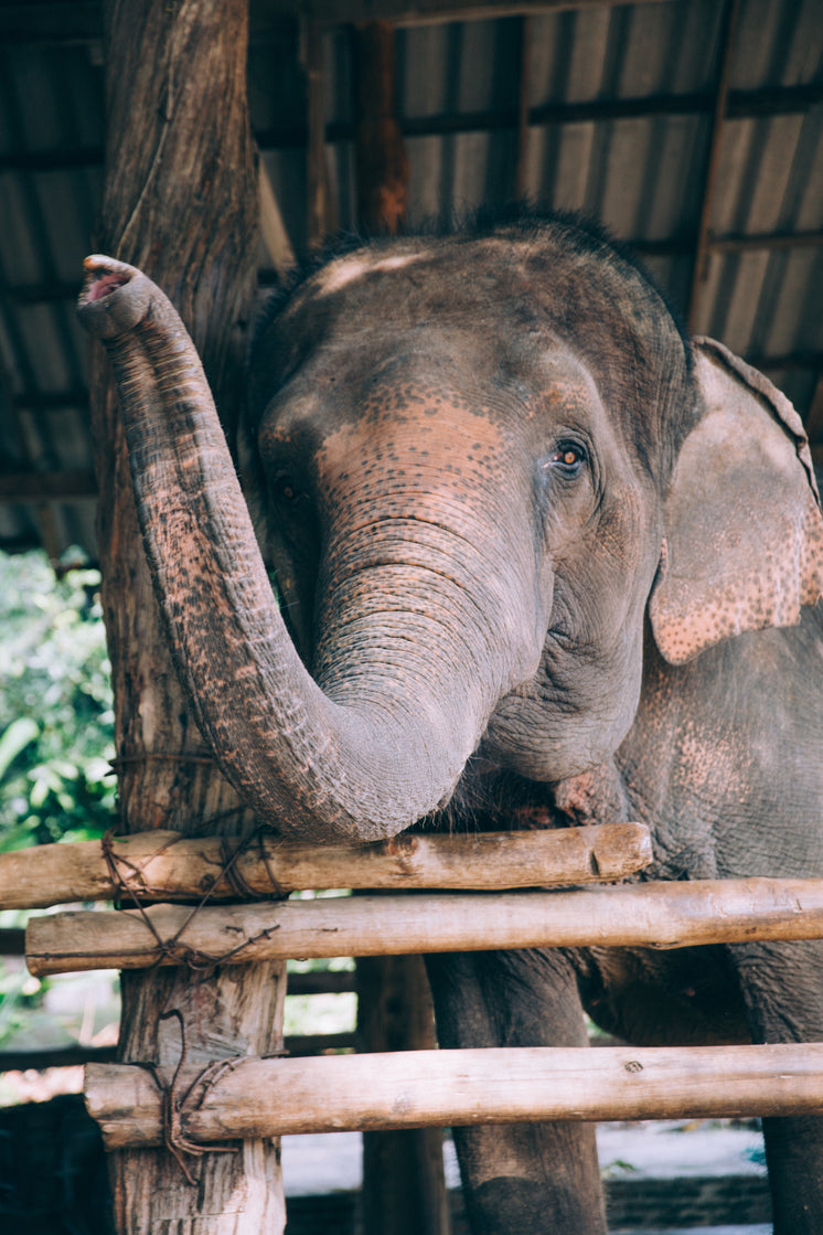 waving-elephant-trunk.jpg?width=746&form