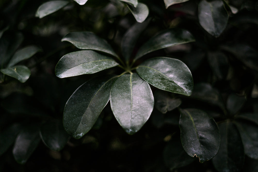 waxy leaves