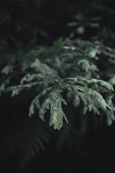 weathered foliage with detailed leaves