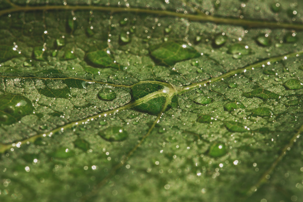 wet dew on green leaf texture