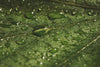 wet green leaf texture