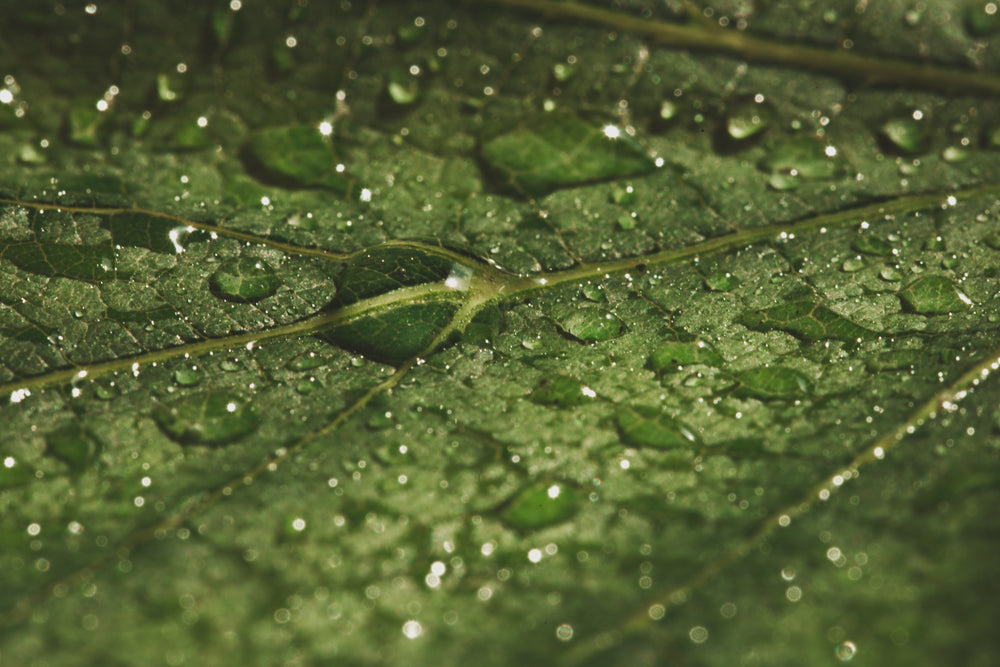 wet green leaf texture