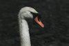 wet swan head