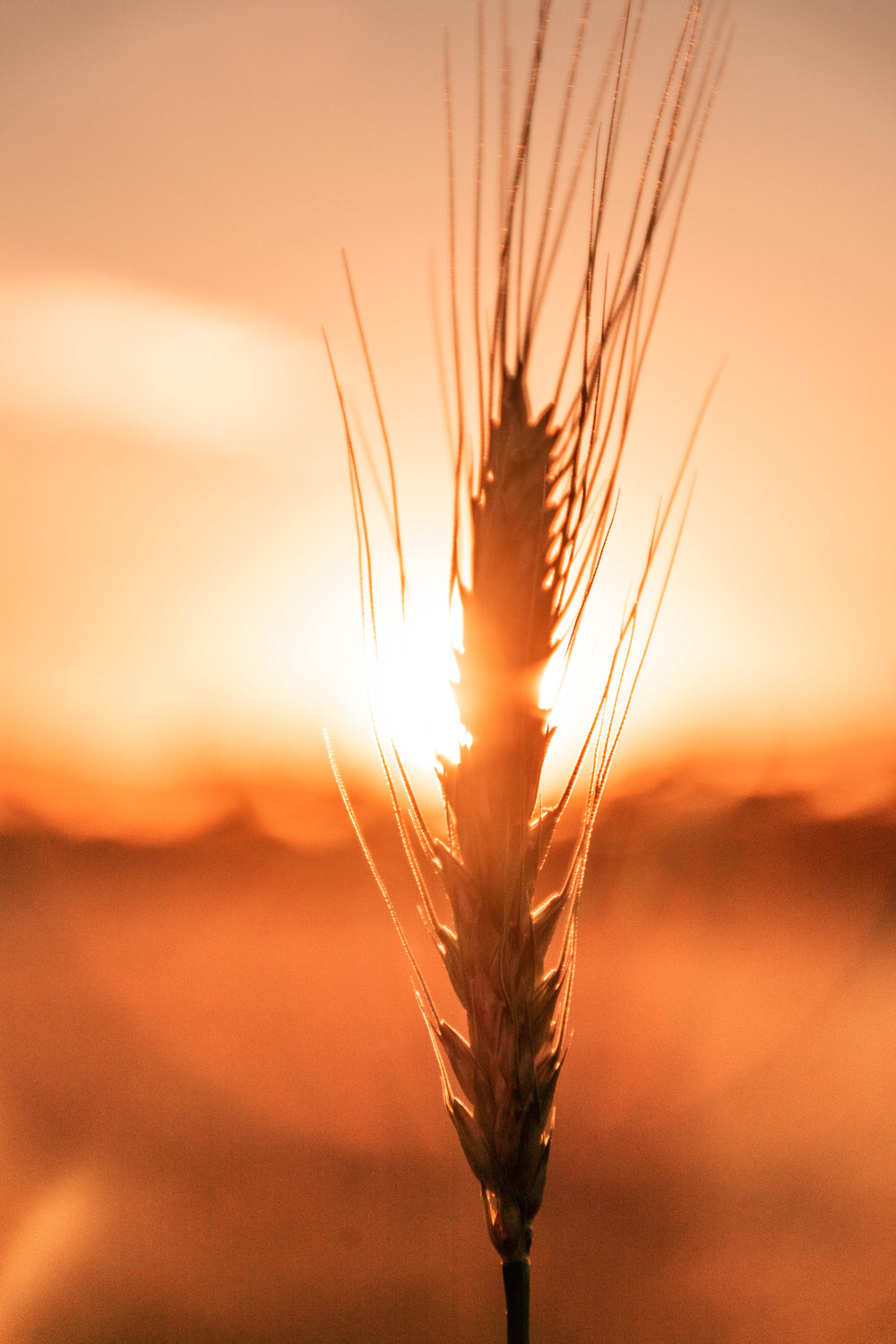 wheat and a sunset