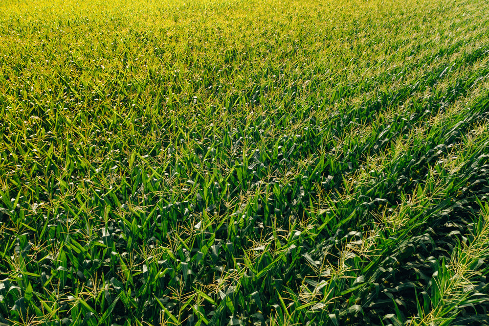 wheat in the making