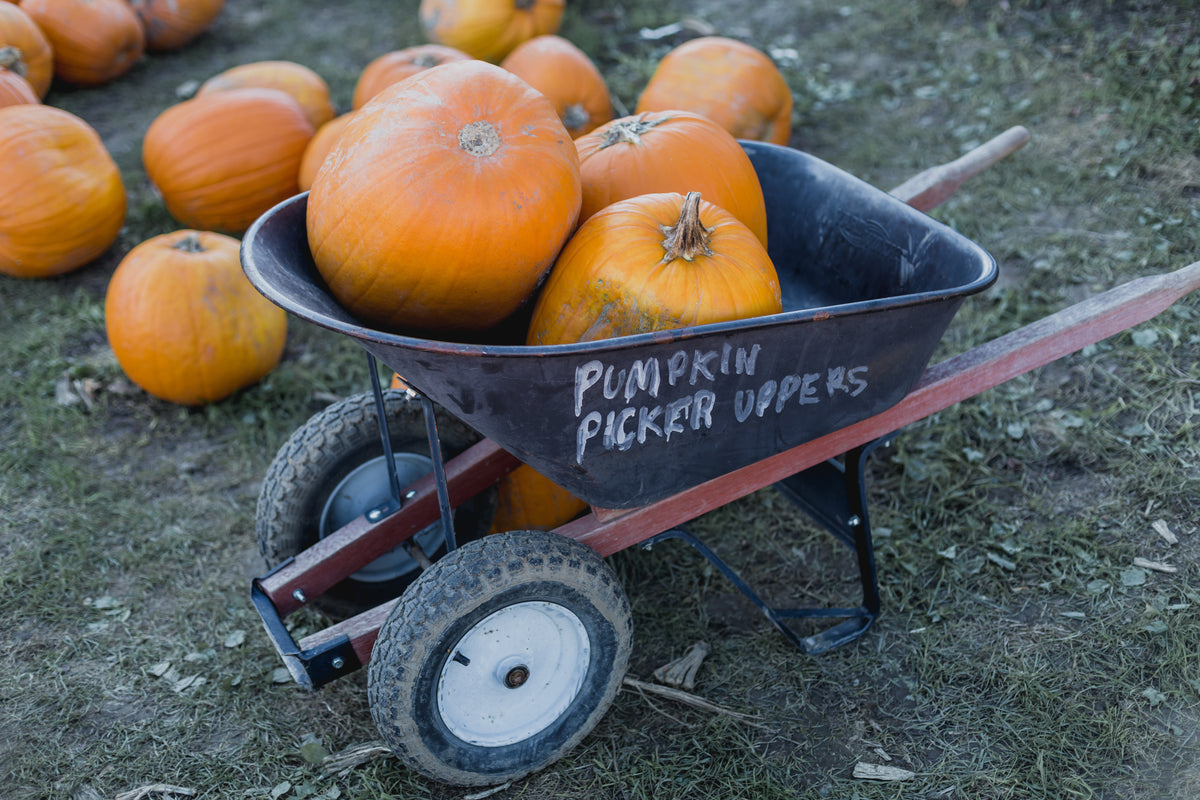wheelbarrow for pumpkins