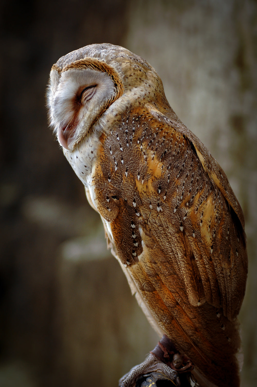 white and gold owl with eyes closed