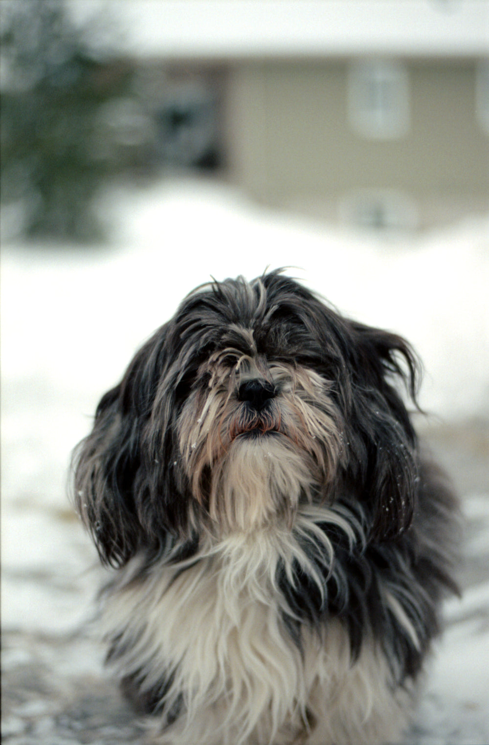 white and grey dog sits in snow and looks a the camera