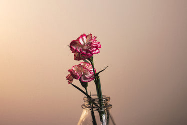 white and pink flower centered against a wall