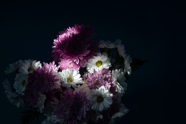 white-and-purple-flowers-catch-a-beam-of-light.jpg?width=746&format=pjpg&exif=0&iptc=0