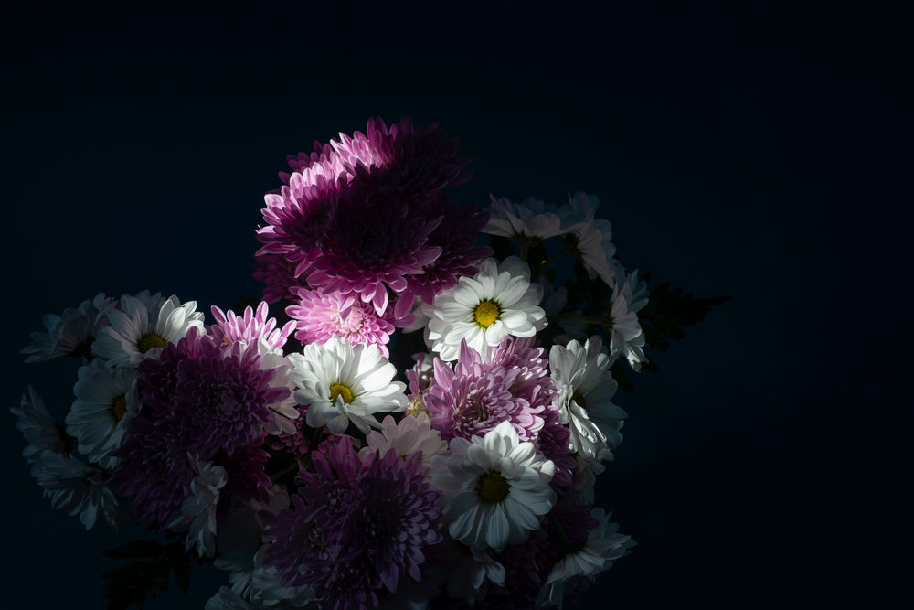 white and purple flowers catch a beam of light