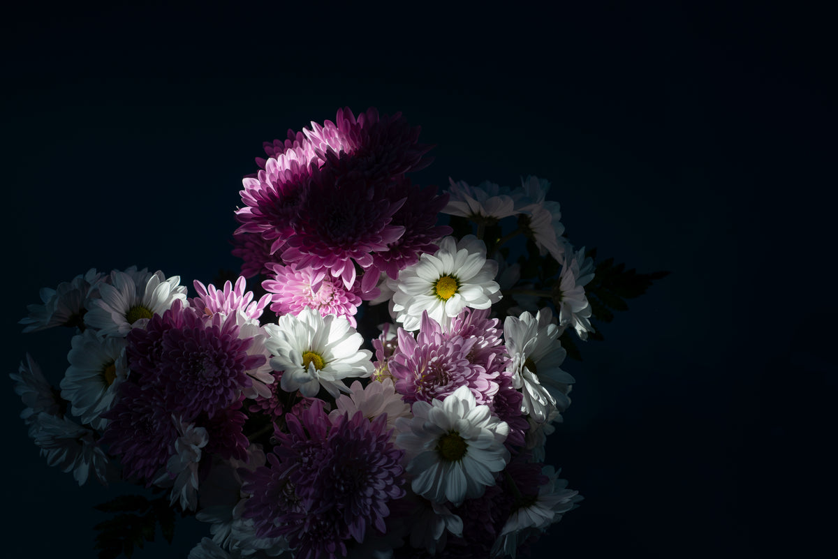 white and purple flowers catch a beam of light