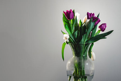 white and purple tulips in a vase