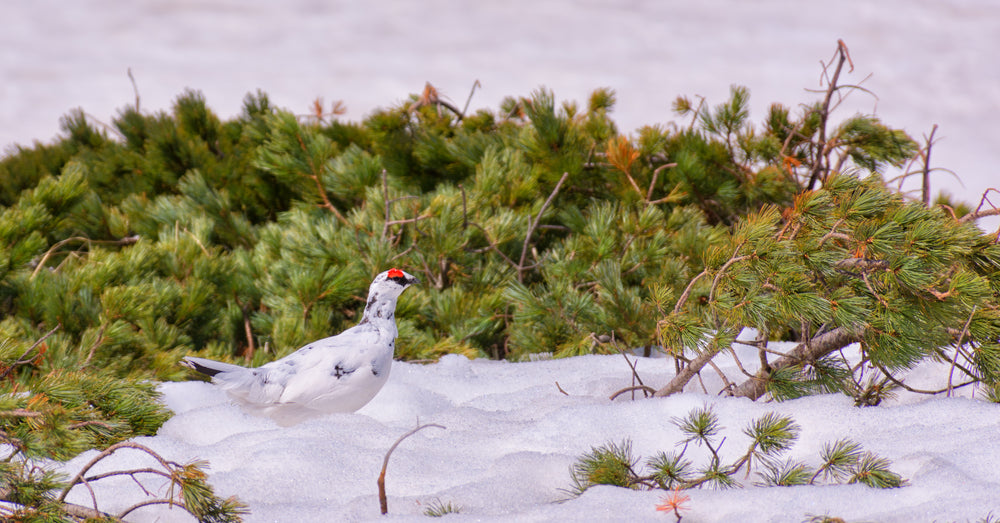 white and red-accented bird nesting in evergreen boughs