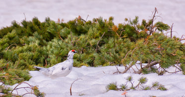 white and red-accented bird nesting in evergreen boughs