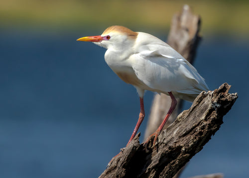 white bird stands on a piece of driftwood