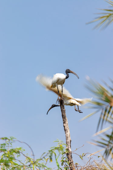white bird with a black head stands on a stick