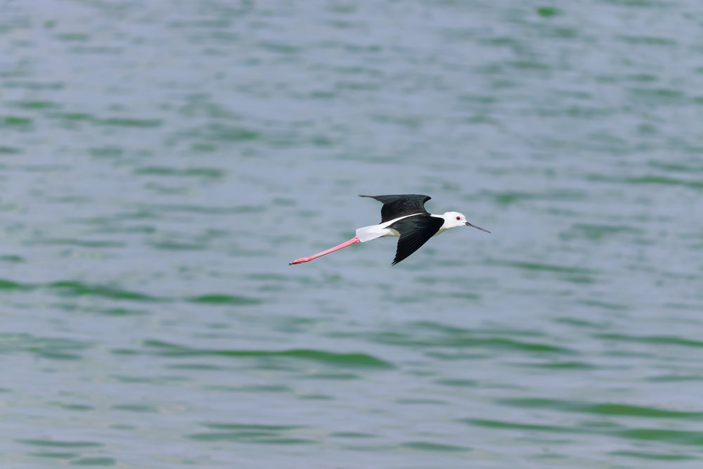 white bird with black wings in mid flight