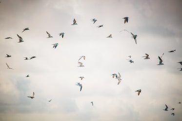 white birds fill the cloudy sky