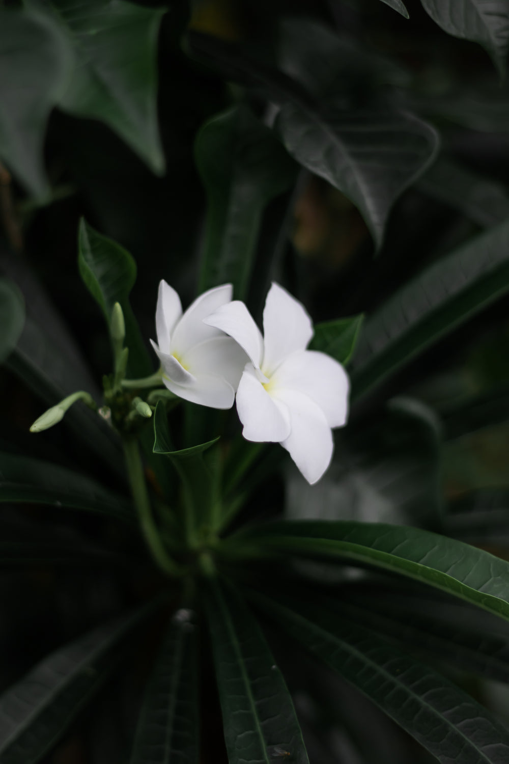 white blooming flowers from a dark green plant