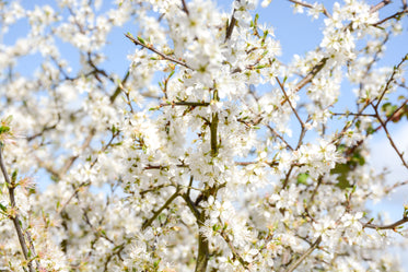 white blossoms against a blue sky