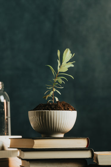 white bowl with a plant sits on a stack of books