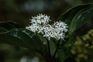 white buds amongst green