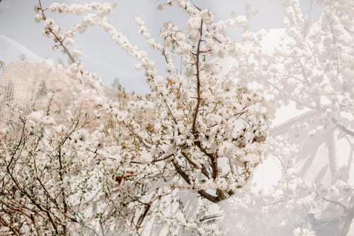 white cherry blossom flowers reflection