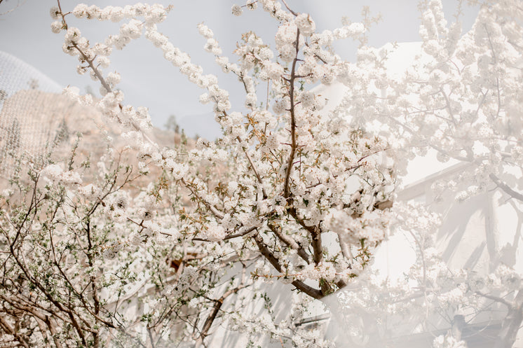 White Cherry Blossom Flowers Reflection