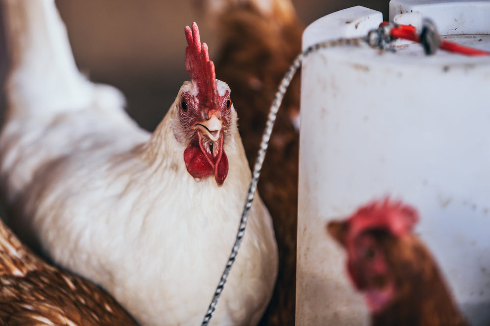 white chicken in a brood