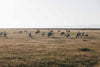 white cows grazing a field