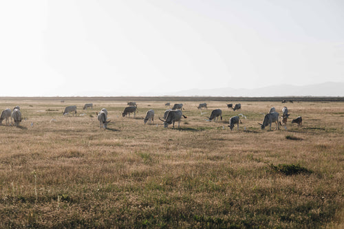 white cows grazing a field