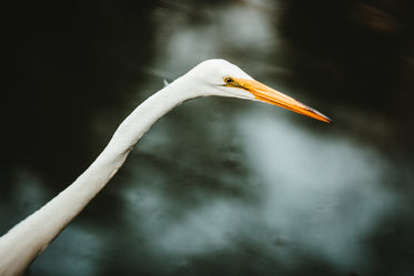 white crane head closeup