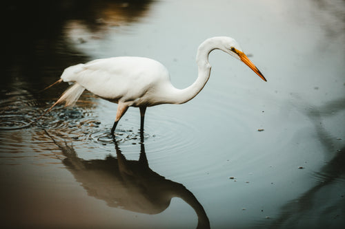 white crane in water side profile