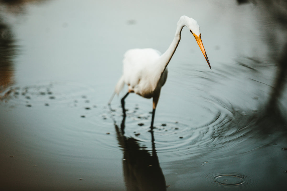 white crane in water walking forward