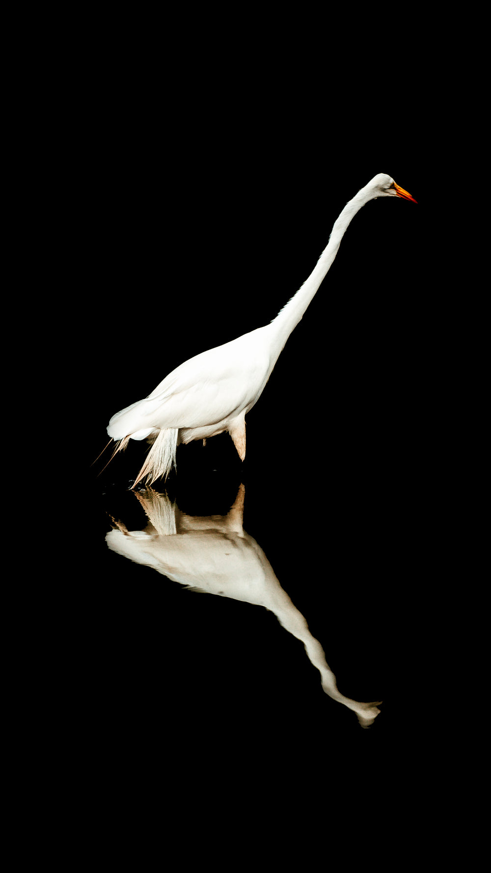 white crane reflection in dark water