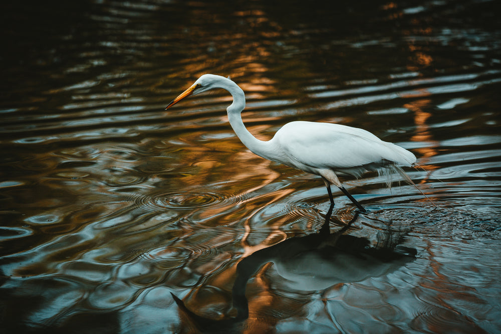 white crane water reflection ripples