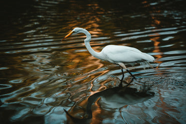 white crane water reflection ripples