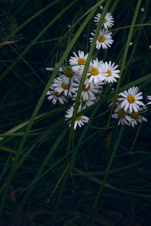white daisies and blades of tall green grass
