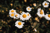 white daisies close up