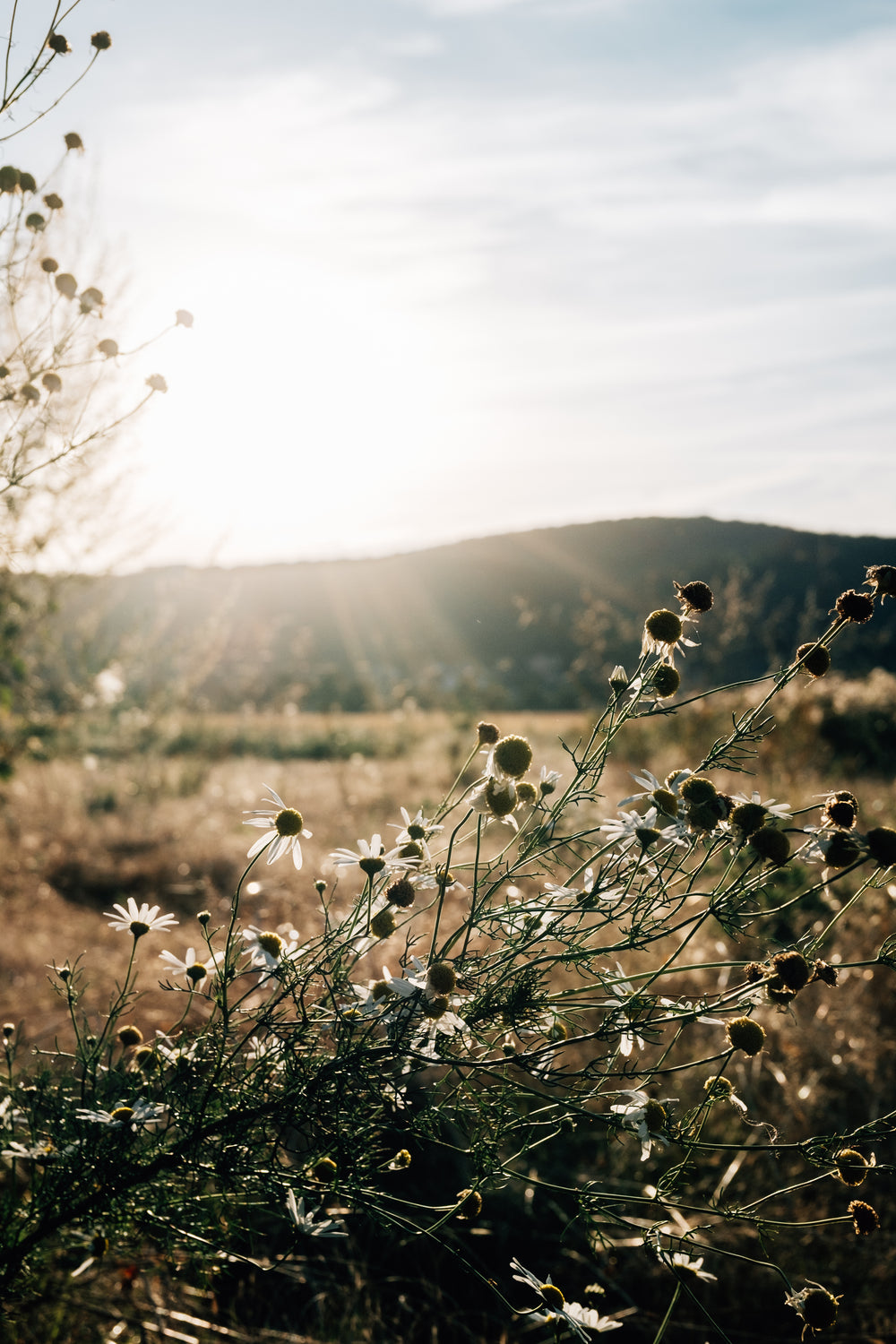 white daisies in the summer light