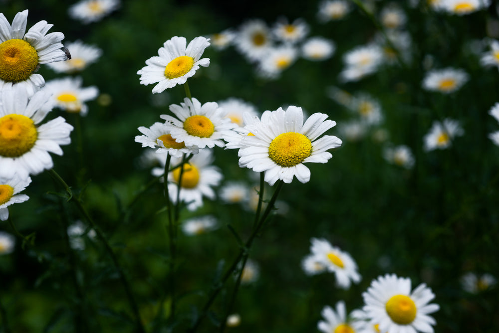 white daisies with a yellow center fill a green garden