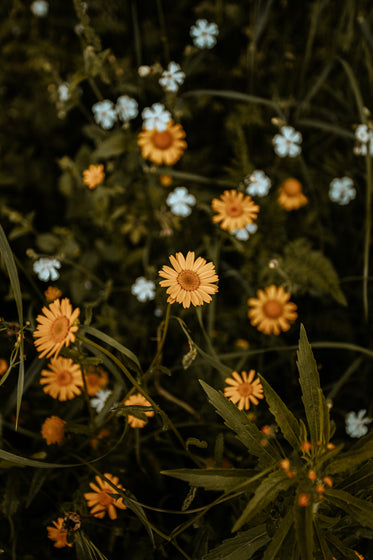 white daisy and yellow chrysanthemum flowers