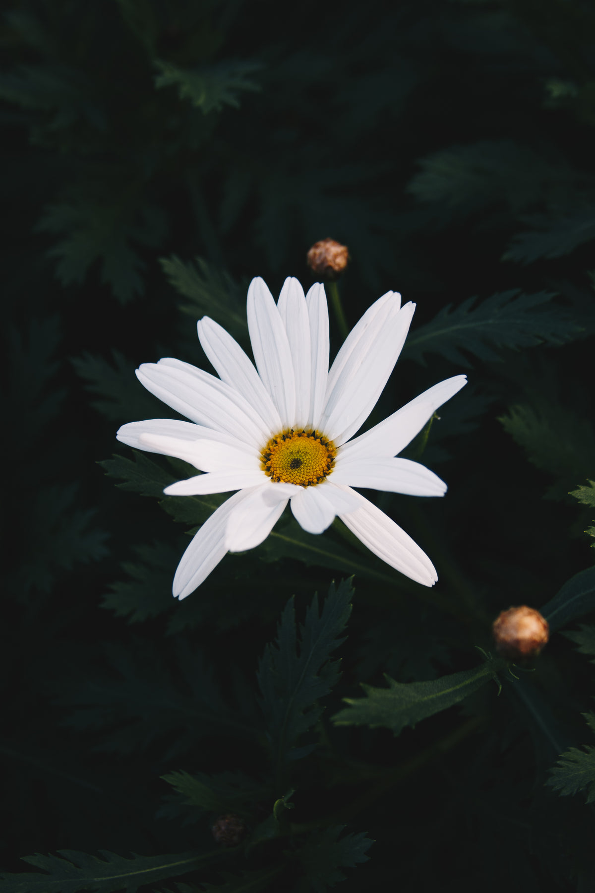 white daisy closeup in dark green