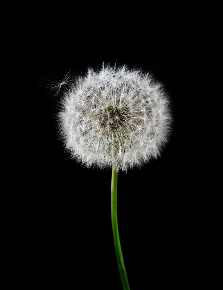 white-dandelion-with-a-green-stem-agains