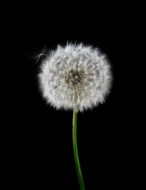 white dandelion with a green stem against black